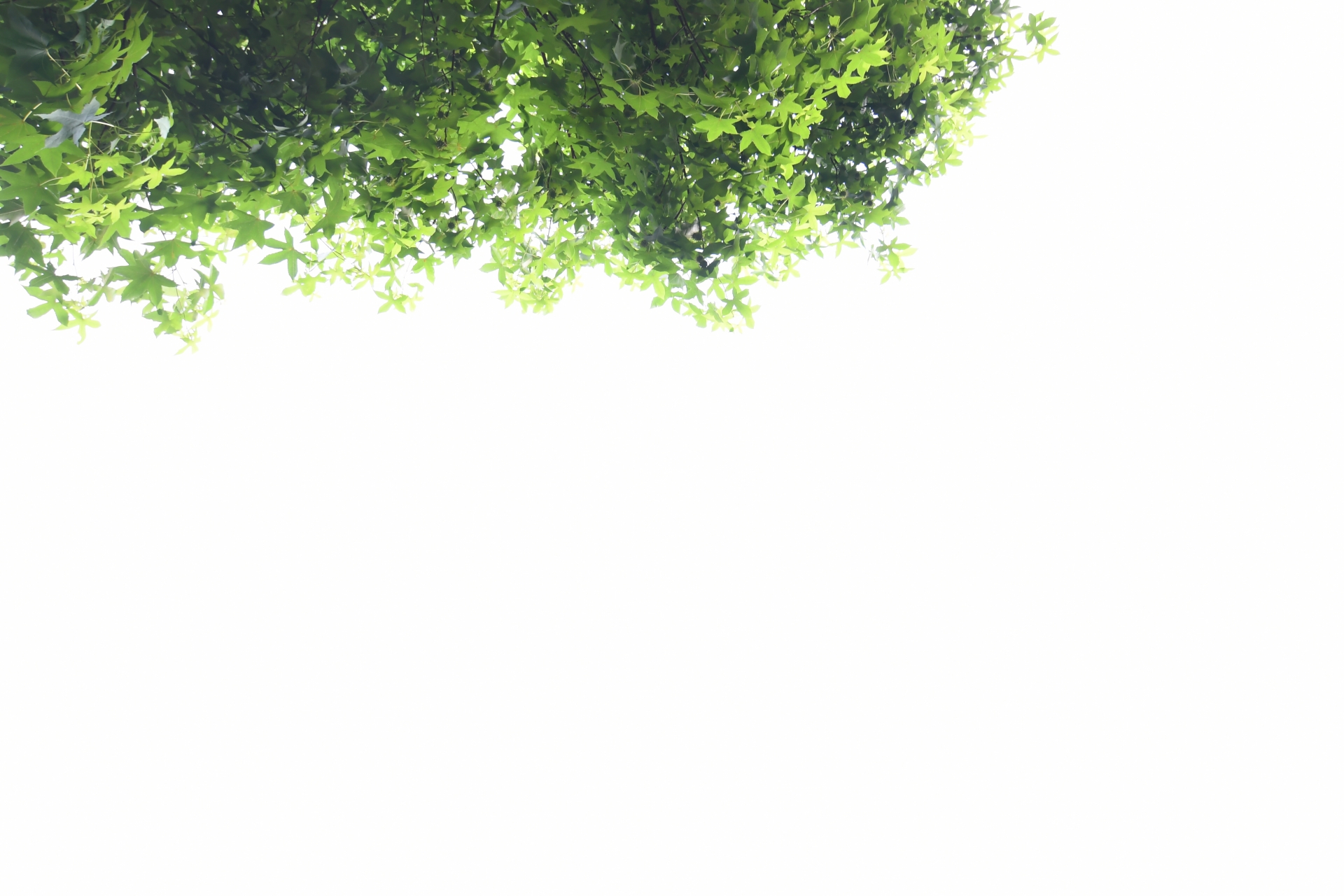 背景の画像